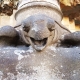 #turtle #gaudi #barcelona #sagradafamilia