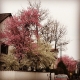 #frühling #spring #blüte #cherryblossom
