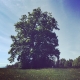 Eine sehr alte #buche #baum - an old #beech #tree