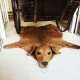 The #best #dog #forever #ghoulish #macabre