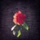 #rose #blume #sonne #herbst #november #flower #autumn